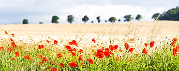 Poppy field in Northumberland National Park, near Hexham, Northumberland, England, United Kingdom, Europe