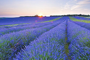 Lavender field at Snowshill Lavender, The Cotswolds, Gloucestershire, England, United Kingdom, Europe