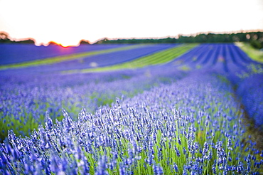 Lavender field at Snowshill Lavender, The Cotswolds, Gloucestershire, England, United Kingdom, Europe 