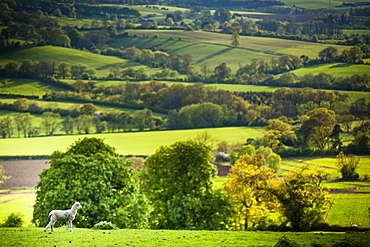 Lamb in spring, Winchcombe, The Cotswolds, Gloucestershire, England, United Kingdom, Europe 