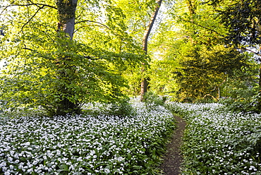 Flowers in a woods near Badbury Hill, Oxford, Oxfordshire, England, United Kingdom, Europe 