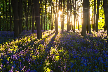 Bluebells in Bluebell woods in spring, Badbury Clump at Badbury Hill, Oxford, Oxfordshire, England, United Kingdom, Europe