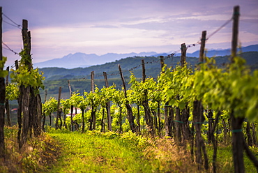 Vineyards and mountains near Smartno in the Goriska Brda wine region of Slovenia, Europe