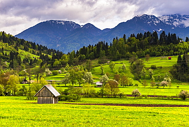 Typical Slovenian landscape between Lake Bled and Lake Bohinj, Triglav National Park, Julian Alps, Slovenia, Europe