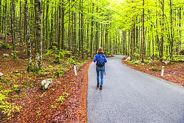 Lake Bohinj, tourist walking in a pine forest, Triglav National Park, Julian Alps, Slovenia, Europe