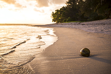 Coconut on a tropical beach at sunset, Rarotonga Island, Cook Islands, South Pacific, Pacific