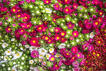 Flowers for sale at Hsipaw (Thibaw) market, Shan State, Myanmar (Burma), Asia