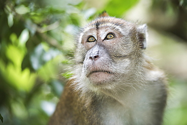 Portrait of a Long Tailed Macaque (Macaca Fascicularis) in the jungle at Bukit Lawang, Gunung Leuser National Park, North Sumatra, Indonesia, Southeast Asia, Asia