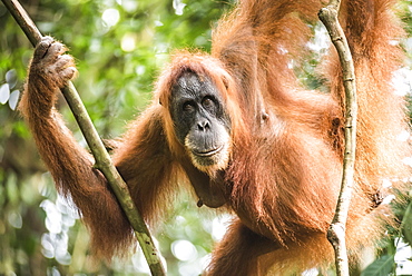 Female Orangutan (Pongo Abelii) in the jungle near Bukit Lawang, Gunung Leuser National Park, North Sumatra, Indonesia, Southeast Asia, Asia