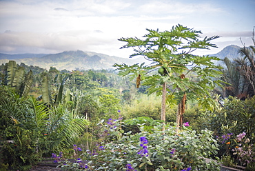 Papaya tree, Ranomafana, Madagascar Central Highlands, Madagascar, Africa