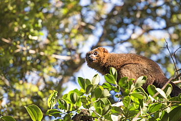 Red bellied lemur (Eulemur Rubriventer), Ranomafana National Park, Madagascar Central Highlands, Madagascar, Africa