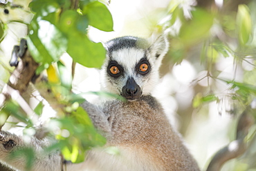 Ring-tailed lemur (Lemur catta), Isalo National Park, Ihorombe Region, Southwest Madagascar, Africa