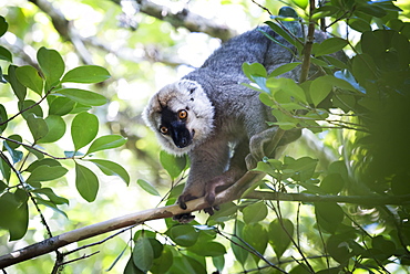 Red fronted brown lemur (Eulemur rufifrons), Ranomafana National Park, Madagascar Central Highlands, Madagascar, Africa