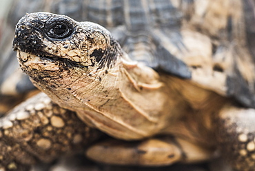 Radiated tortoise (Astrochelys radiata), Madagascar Central Highlands, Madagascar, Africa