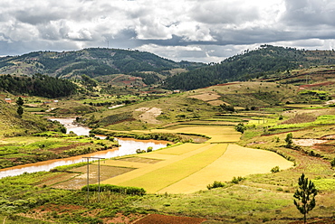 Rice paddy field scenery near Antananarivo, Antananarivo Province, Eastern Madagascar, Africa