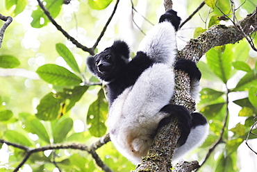 Indri (Babakoto) (Indri Indri), a large lemur in Perinet Reserve, Andasibe-Mantadia National Park, Eastern Madagascar, Africa