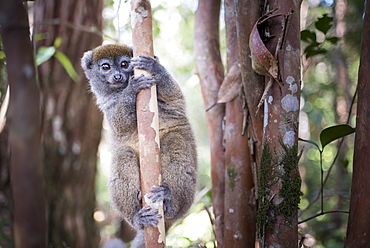 Lac Alaotra bamboo lemur (Hapalemur alaotrensis), Lemur Island, Andasibe, Eastern Madagascar, Africa