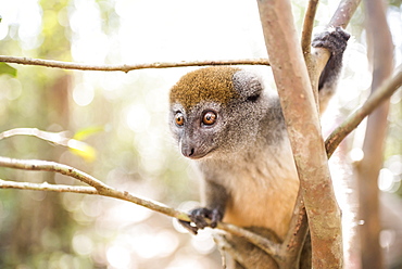 Grey bamboo lemur (Hapalemur), Lemur Island, Andasibe, Eastern Madagascar, Africa