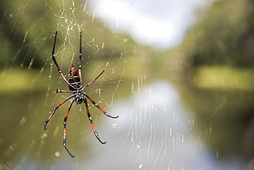 Golden silk orb weaver spider (Nephila) on its web, Perinet Reserve, Andasibe-Mantadia National Park, Eastern Madagascar, Africa