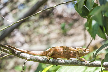 Parson's chameleon (Calumma parsonii), endemic to Madagascar, Africa