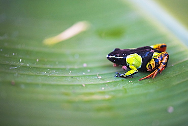 Mantella baroni, a frog endemic to Madagascar, Africa