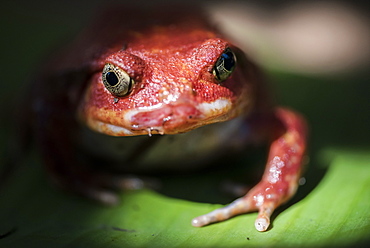 Close-up of a Madagascar tomato frog (Dyscophus antongilii), endemic to Madagascar, Africa