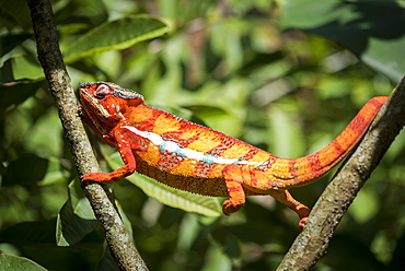 Red panther chameleon (Furcifer pardalis), endemic to Madagascar, Africa