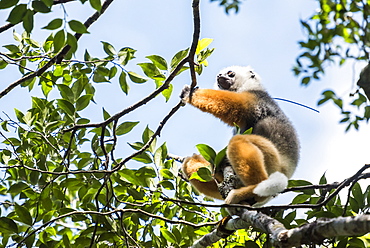 Diademed sifaka (Propithecus diadema), a large lemur in Perinet Reserve, Andasibe-Mantadia National Park, Eastern Madagascar, Africa