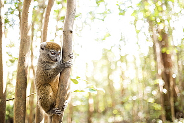 Grey bamboo lemur (Hapalemur), Lemur Island, Andasibe, Eastern Madagascar, Africa