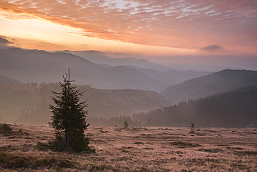 Misty forest and Carpathian Mountains landscape at sunrise, Ranca, Parang Mountains, Oltenia Region, Romania, Europe