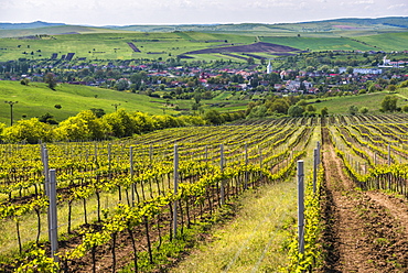 Vineyard landscape in Transylvania, near Brasov, Romania, Europe