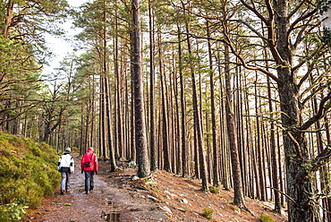 Hiking in Rothiemurchus Forest at Loch an Eilein, Aviemore, Cairngorms National Park, Scotland, United Kingdom, Europe