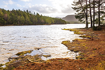 Loch an Eilein and the Rothiemurchus Forest, Aviemore, Cairngorms National Park, Scotland, United Kingdom, Europe