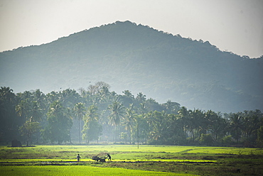 Rice paddy fields, Palolem, Goa, India, asia