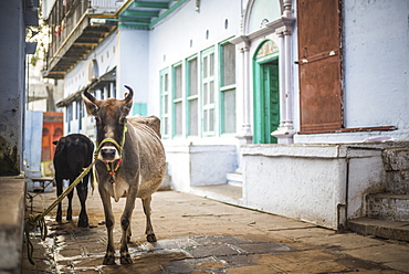 Cow on the streets of Varanasi, Uttar Pradesh, India, Asia