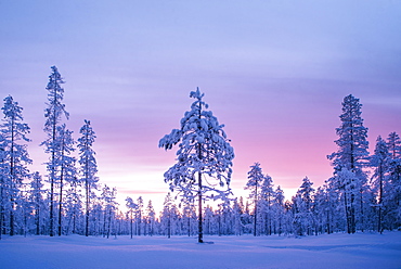 Snow covered winter landscape at sunrise, Lapland, Pallas-Yllastunturi National Park, Lapland, Finland, Europe