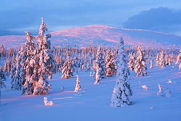 Snow covered winter landscape at sunset, Lapland, Pallas-Yllastunturi National Park, Lapland, Finland, Europe