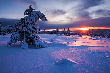 Snow covered winter landscape at sunset, Lapland, Pallas-Yllastunturi National Park, Lapland, Finland, Europe