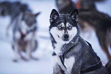 Husky at a husky farm in Lapland, Finland, Europe