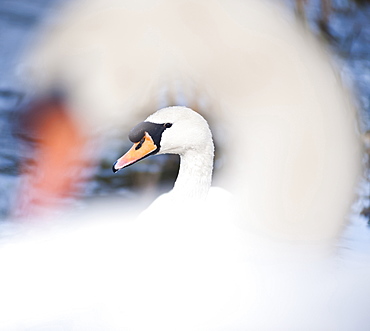 Swan at Llanmynech on the border of England and Wales, United Kingdom, Europe