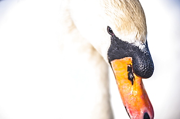 Swan at Llanmynech on the border of England and Wales, United Kingdom, Europe