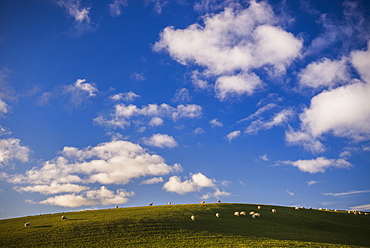 Sheep on farmland in North Wales, Wales, United Kingdom, Europe