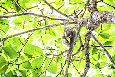 Brown Throated Three Toed Sloth, Playa Biesanz Beach, Manuel Antonio, Costa Rica, Central America