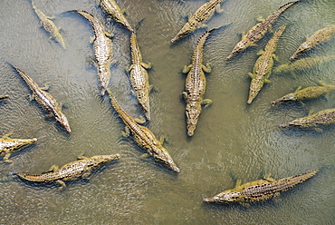 Crocodiles seen from Crocodile Bridge over River Tarcoles, Costa Rica, Central America