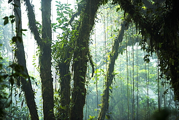 Misty Monteverde Cloud Forest Reserve, Puntarenas, Costa Rica, Central America