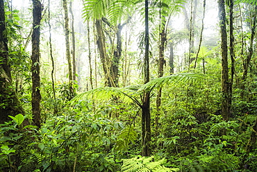 Monteverde Cloud Forest Reserve, Puntarenas, Costa Rica, Central America