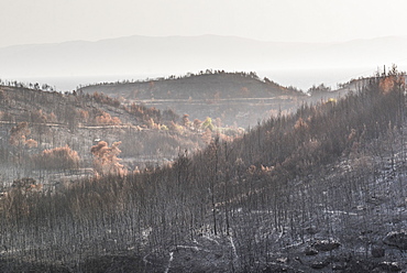 Wild fire damage, Spetses, Saronic Islands, Attica Region, Aegean Coast, Greek Islands, Greece, Europe