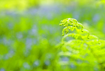 Fern in bluebell woods at Derwent Water, Lake District National Park, UNESCO World Heritage Site, Cumbria, England, United Kingdom, Europe