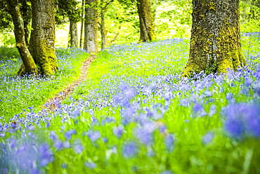 Bluebell woods at Derwent Water, Lake District National Park, UNESCO World Heritage Site, Cumbria, England, United Kingdom, Europe