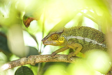 Parson's chameleon (Calumma parsonii), endemic to Madagascar, Africa